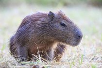 South America, Brasilia, Mato Grosso do Sul, Pantanal, Capybara, Hydrochoerus hydrochaeris — стокове фото