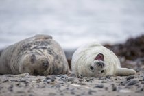 Foca gris adulta y cachorro de foca gris en la playa durante el día, Isla Duene, Helgoland, Alemania - foto de stock