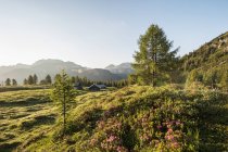 Austria, Salzburg State, Untertauern, Pongau, mountain pasture and Alpine Roses (Rhododendron hirsutum) — Stock Photo