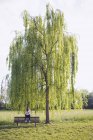 Giovane donna con telefono seduta su una panchina al parco, albero — Foto stock