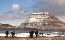 Islanda, penisola di Snaefellsnes, Grundafjoerdur, Kirkjufell, mandrie di cavalli ghiacciati e paesaggio montano con vista lago — Foto stock
