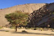 Algeria, Acacia di fronte a un'enorme cupola di granito a Tehenadou durante il giorno — Foto stock