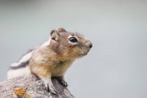 Canadá, Alberta, Jasper National Park, ardilla de tierra de manto dorado - foto de stock