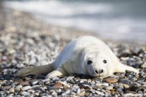 Lindo cachorro de foca gris acostado en la playa de guijarros durante el día, Duene Island, Helgoland, Alemania - foto de stock