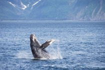 USA, Alaska, Seward, Resurrection Bay, jumping humpback whale (Megaptera novaeangliae) — Stock Photo