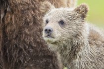 Brown bear cub (Ursus arctos) muzzle closeup view — Stock Photo