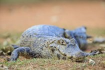 Primer plano de Yacare Caiman en hierba verde durante el día, Mato Grosso do Sul, Pantanal, Brasilia, América del Sur - foto de stock