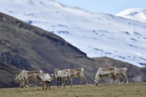Исландия, стадо северных оленей, пасущихся на траве — стоковое фото