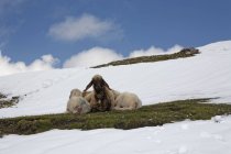 Austria, Tyrol, Innsbruck, Shep and lambs lying on pasture in snow — Stock Photo