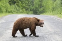 Amerikanischer Schwarzbär (ursus americanus cinnamomum) überquert die Straße, Seitenansicht — Stockfoto