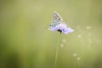 Chalkhill Blue, Polyommatus coridon, butterfly on welflower bissom — стоковое фото