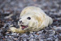 Lindo cachorro de foca gris acostado en la playa de guijarros durante el día, Duene Island, Helgoland, Alemania - foto de stock