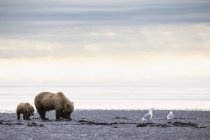 Braunbär und Bärenjunge auf der Suche nach Muscheln im Lake Clark Nationalpark und Naturschutzgebiet, Alaska, USA — Stockfoto
