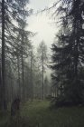 Österreich, tirol, kals am grossglockner, tagsüber Nebelwald — Stockfoto