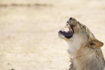 Namíbia, Parque Nacional de Etosha, rugindo jovem leão — Fotografia de Stock