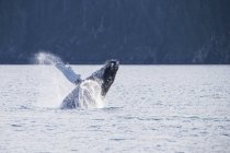 USA, Alaska, Seward, Resurrection Bay,  jumping humpback whale (Megaptera novaeangliae) — Stock Photo