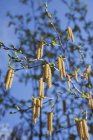 Germany, Birch tree, Betula, birch catkins against blue sky — Stock Photo