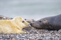 Foca gris adulta y cachorro de foca gris en la playa durante el día, Isla Duene, Helgoland, Alemania - foto de stock