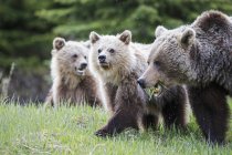 Famille des grizzlis, mère avec de jeunes animaux marchant au parc national Jasper et Banff, Alberta, Canada — Photo de stock