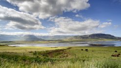 Iceland, Akranes, Ocean bay view and pasture with cows — Stock Photo