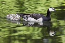 Deutschland, Bayern, Seegras-Gans mit Küken im Wasser — Stockfoto