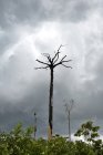 Brasil, Para, selva amazónica, tala y quema, árbol de nuez de Brasil muerto - foto de stock
