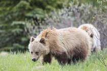 Two young Grizzly bears standing at Jasper and Banff National Park, Alberta, Canada — Stock Photo