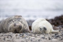 Foca gris adulta y cachorro de foca gris en la playa durante el día, Isla Duene, Helgoland, Alemania - foto de stock
