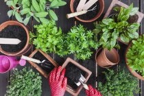 Giardinaggio, piante medicinali e da cucina — Foto stock