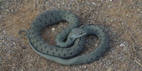Close-up de cobra verde em forma de coração no chão — Fotografia de Stock