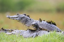 América del Sur, Brasilia, Mato Grosso do Sul, Pantanal, Yacare caimans emparejamiento en la naturaleza - foto de stock
