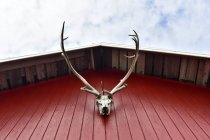 Island, Hirschgeweih hängt an roter Fassade des Fachwerkhauses — Stockfoto