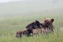 Медвежонок-бурый медведь в зеленой траве с цветами в Национальном парке и заповеднике Лейк-Кларк, Аляска, США — стоковое фото