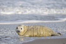 Cachorro de foca gris en el agua en la playa durante el día, Duene Island, Helgoland, Alemania - foto de stock
