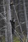 Американський Чорний ведмідь дитинчат сходження на дереві в денний час, Національний парк Джаспер, Альберта, Канада — стокове фото
