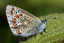 Голубая бабочка, Polyommatus icarus, сидит на растении — стоковое фото