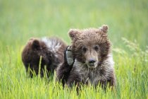 США, Аляска, Национальный парк озера Кларк и Пресерв, бурый медведь (Ursus arctos)
) — стоковое фото