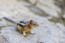 Canadá, Alberta, Jasper nacional Park, Parque Nacional de Banff, Ardilla Manto Dorado parado en una roca - foto de stock