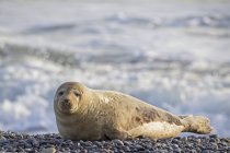 Foca gris adulta en la playa durante el día, Duene Island, Helgoland, Alemania - foto de stock
