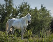 França, Camargue, White camargue cavalo de pé em pasto verde — Fotografia de Stock