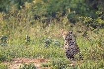Sudamérica, Brasilia, Mato Grosso do Sul, Pantanal, alertó a Jaguar sentado en la naturaleza - foto de stock