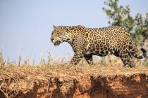 South America, Brasilia, Mato Grosso do Sul, Pantanal, Jaguar, Panthera onca — Stock Photo