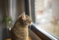 Tabby cat looking through the window at home — Stock Photo