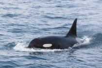 USA, Alaska, Seward, Resurrection Bay,  swimming killer whale (Orcinus orca) — Stock Photo