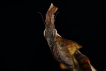 Ghost Mantis, Phyllocrania paradoxa, in front of black background — Stock Photo