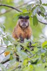 Closeup of Capuchin monkey sitting on branch of green tree at daytime — Stock Photo