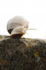 Escargots comestibles (Helix pomatia) sur une pierre en contre-jour, vue rapprochée — Photo de stock