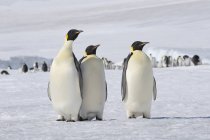 Antarctique, péninsule Antarctique, île Snow Hill, trois manchots empereurs (Aptenodytes forsteri) devant le groupe animal — Photo de stock