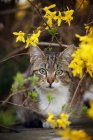 Gato tabby sentado bajo el arbusto floreciente - foto de stock