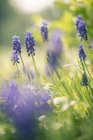 Giacinti d'uva sul campo durante il giorno — Foto stock